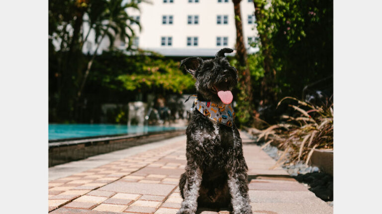 National Hotel Miami Beach Puppy Brunch 1000x563