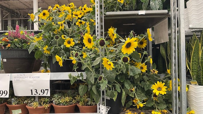 costco sunflower plants3