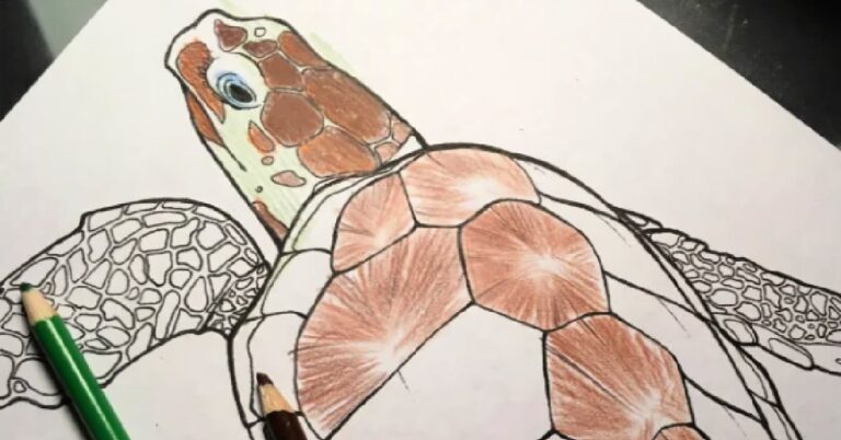 sea turtle coloring page fb image