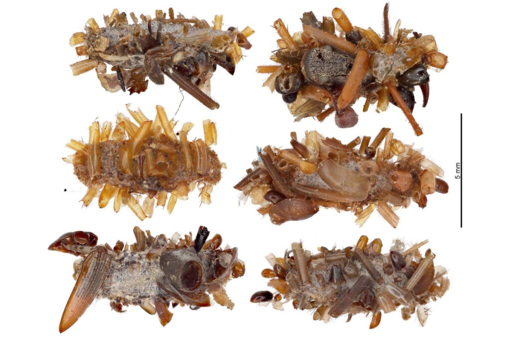 carnivorous hawaiian bone collector caterpillar cases on white