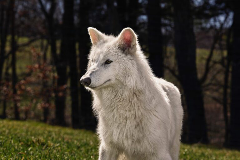 colossal dire wolf