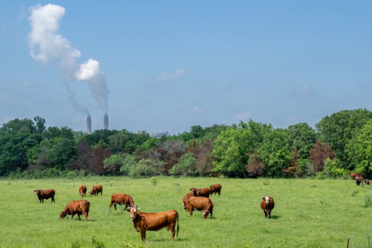 grazing cattle